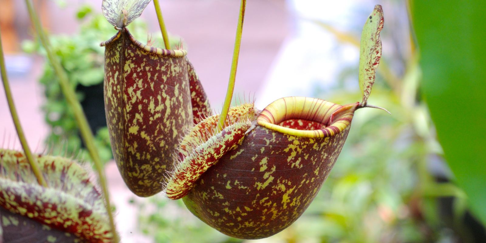 Nepenthes - Lowland Tropical Pitcher Plants  Shop Of Little Horrors