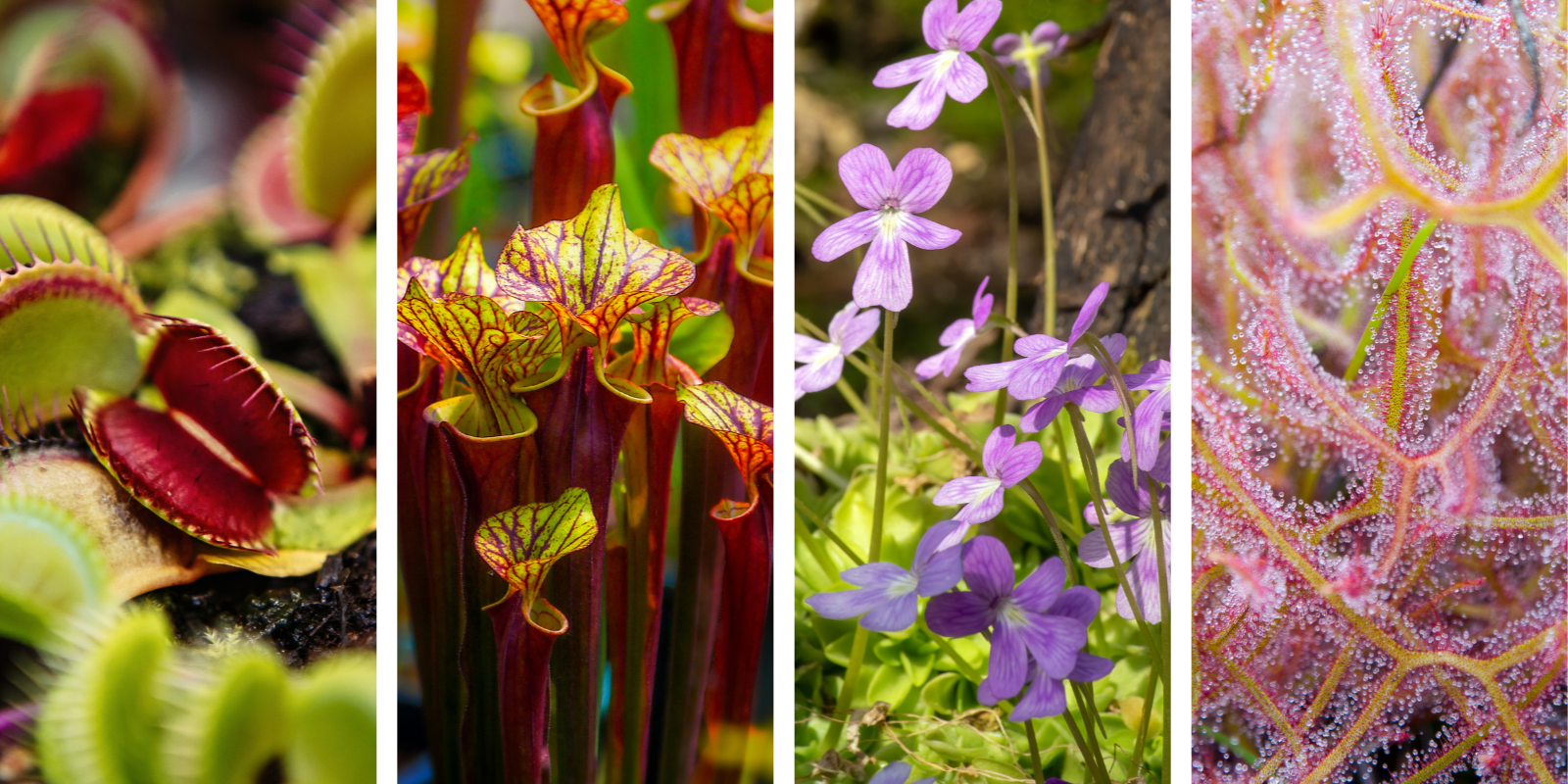 Great Deals and Gift Packs – Shop Of Little Horrors