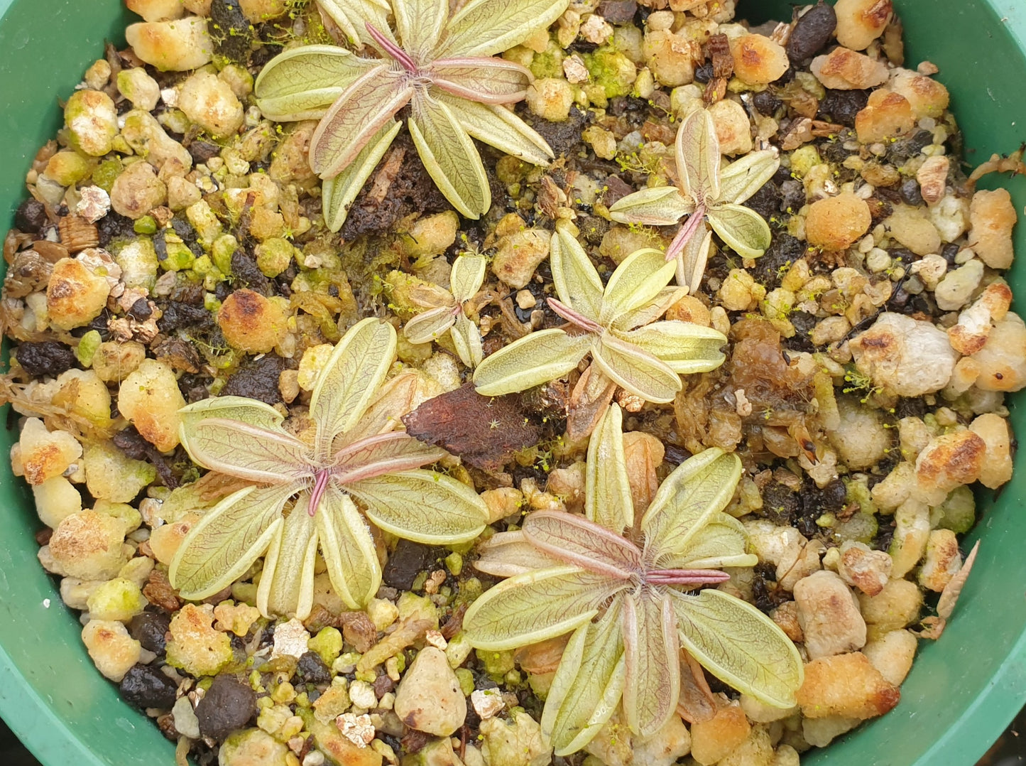 Pinguicula lusitanica - Temperate Pale Butterwort
