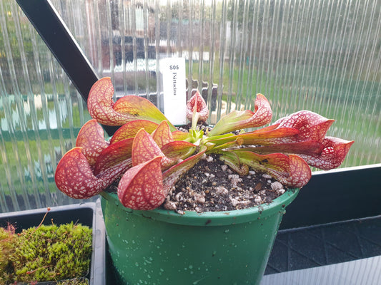 SEED - Sarracenia psittacina (Covington County, Alabama, USA) - Parrot Pitcher Plant - 10+ Per Packet
