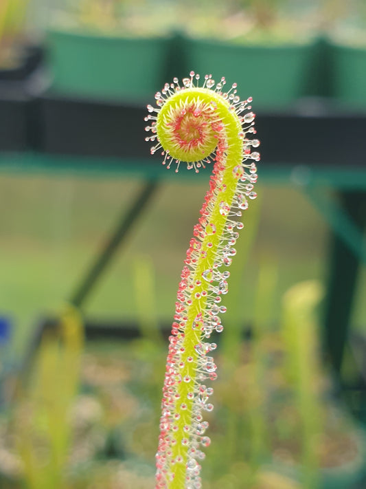 Drosera filiformis var. filiformis - Thread-Leaf Sundew