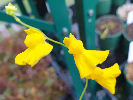 Utricularia praelonga - Terrestrial Bladderwort