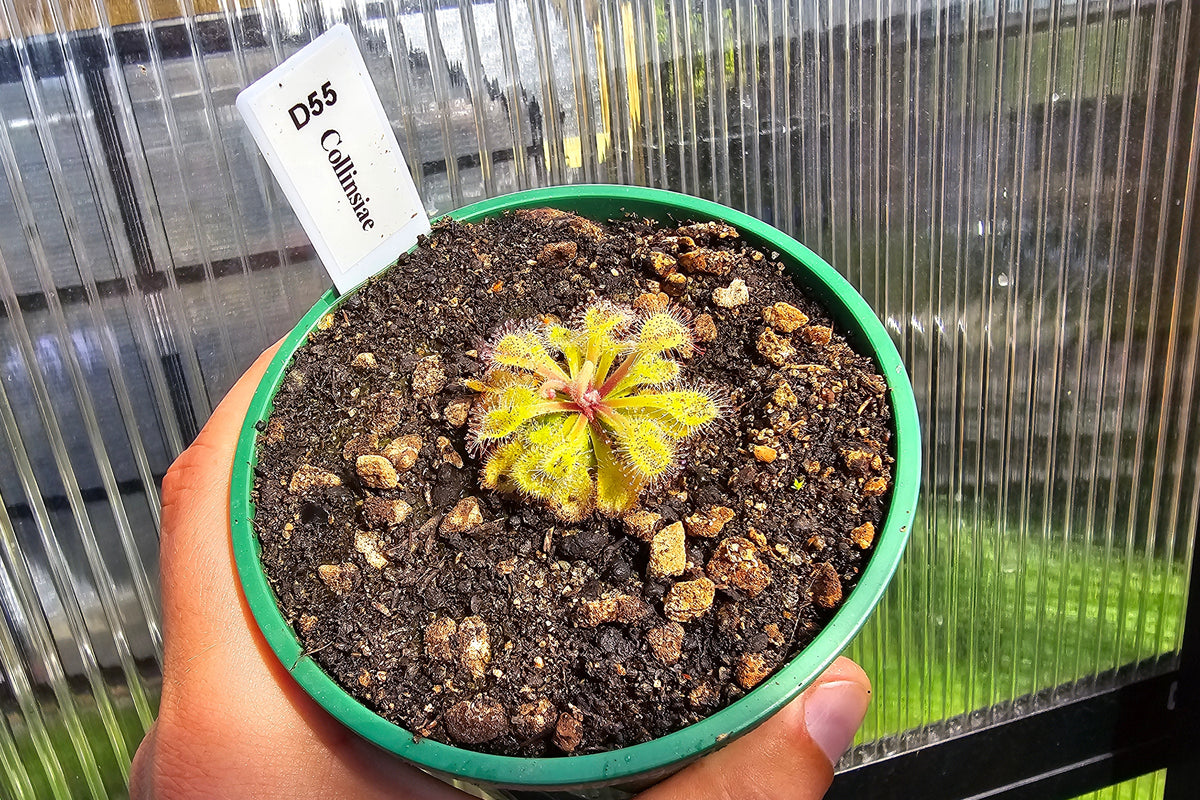 Drosera collinsiae - Collin's Sundew