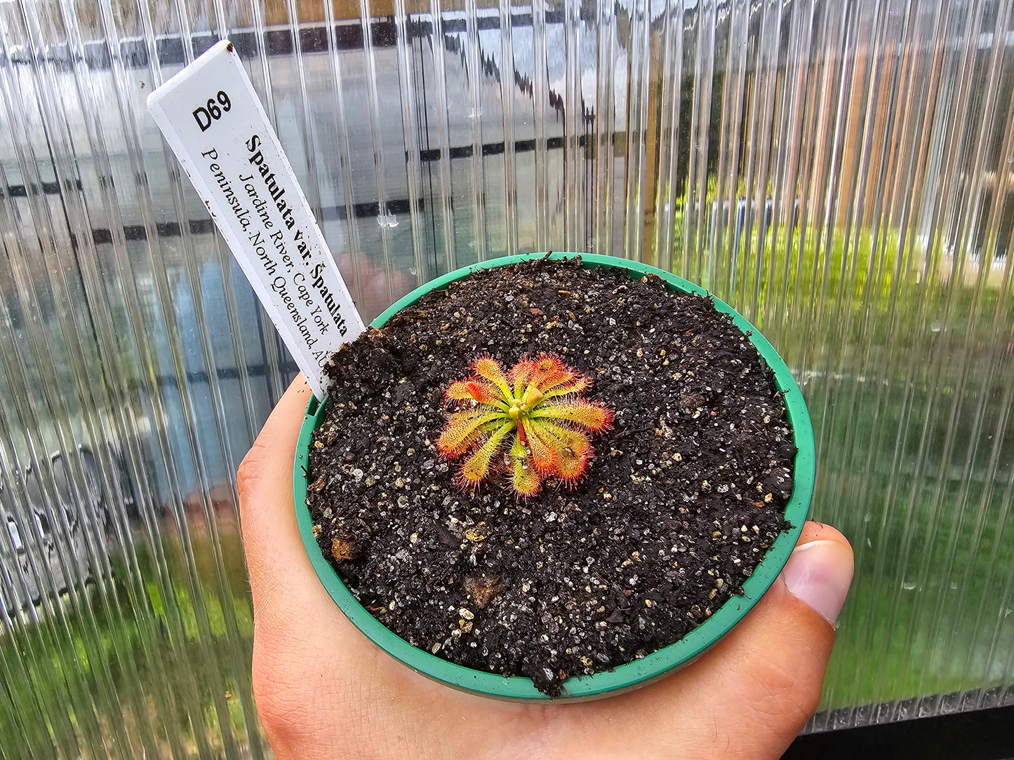 Drosera spatulata var. spatulata (Jardine River, Cape York Peninsula, North Queensland, Australia) - Spatula Sundew