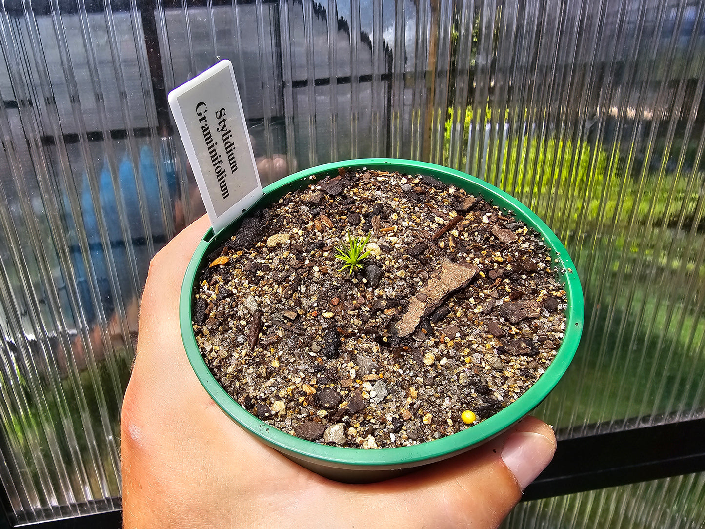 Stylidium graminifolium - Trigger Plant