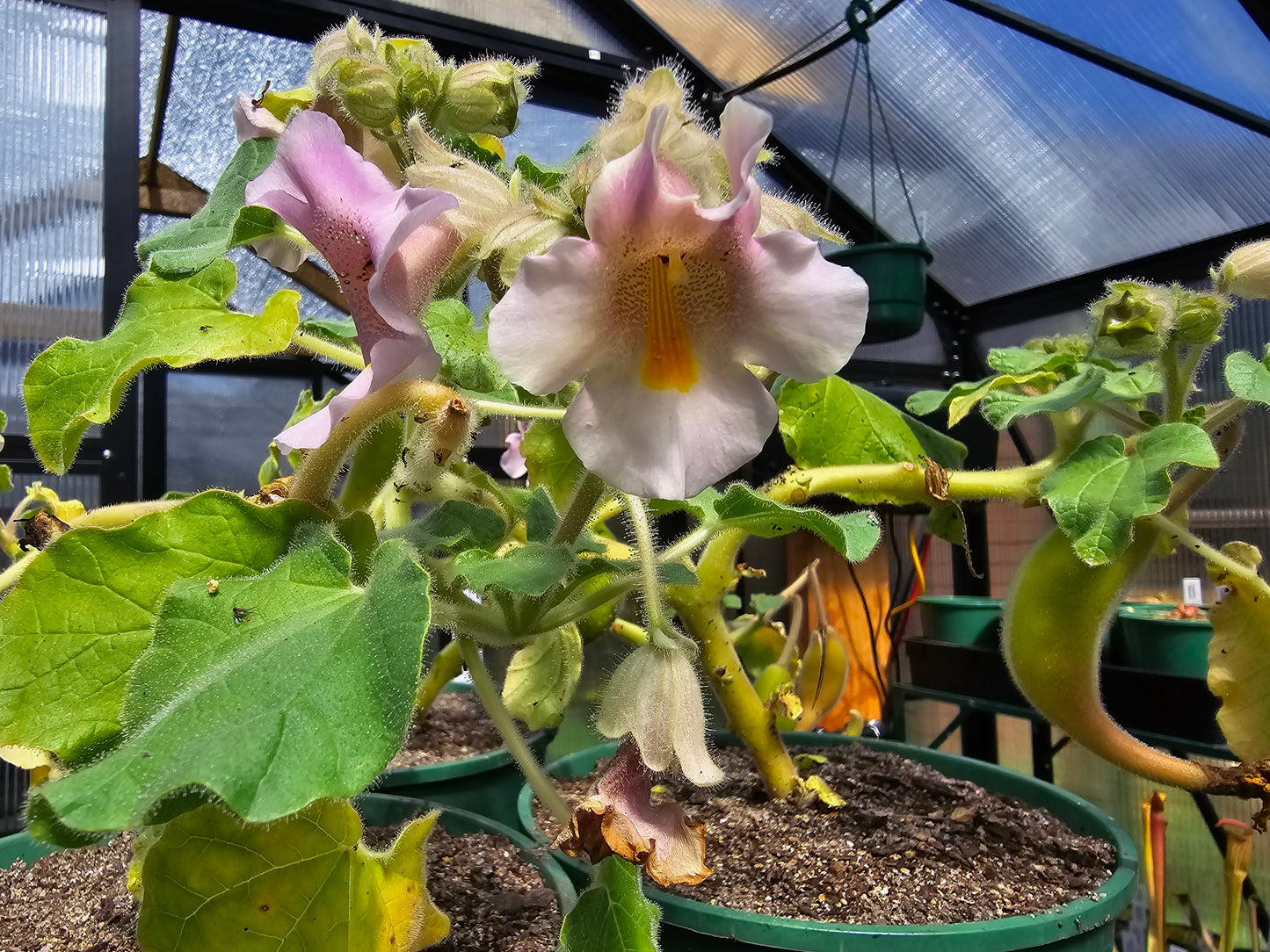 Proboscidea Louisianica - Devil's Claw