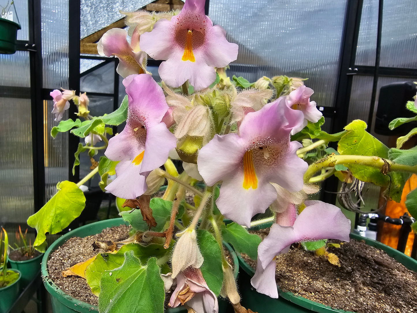 Proboscidea Louisianica - Devil's Claw