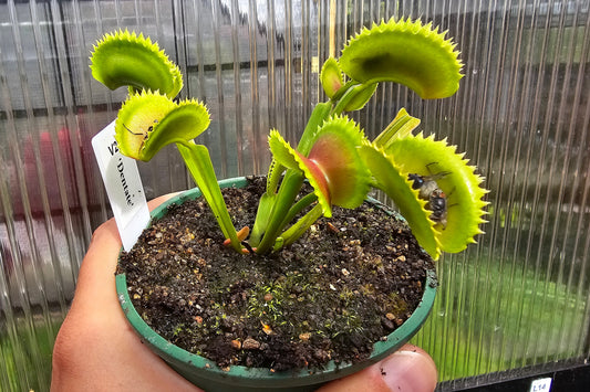 Dionaea muscipula 'Dentate' - Venus Fly Trap