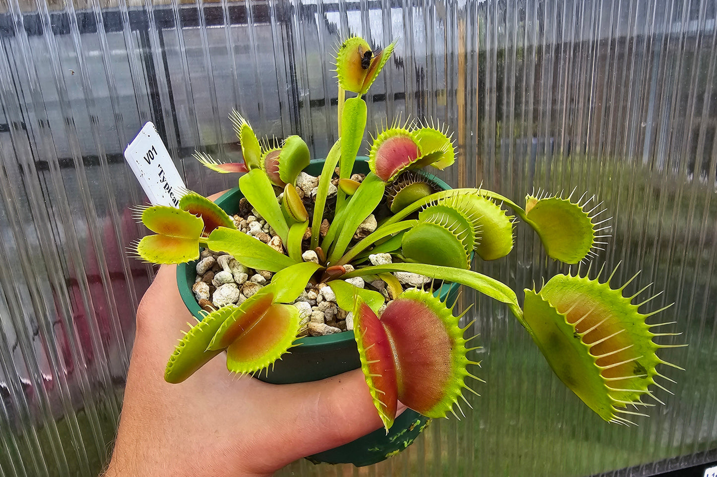 SEED - Dionaea muscipula 'Typical' - Venus Fly Trap - 20+ Per Packet