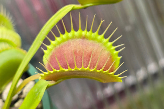 Dionaea muscipula 'Typical' - Venus Fly Trap