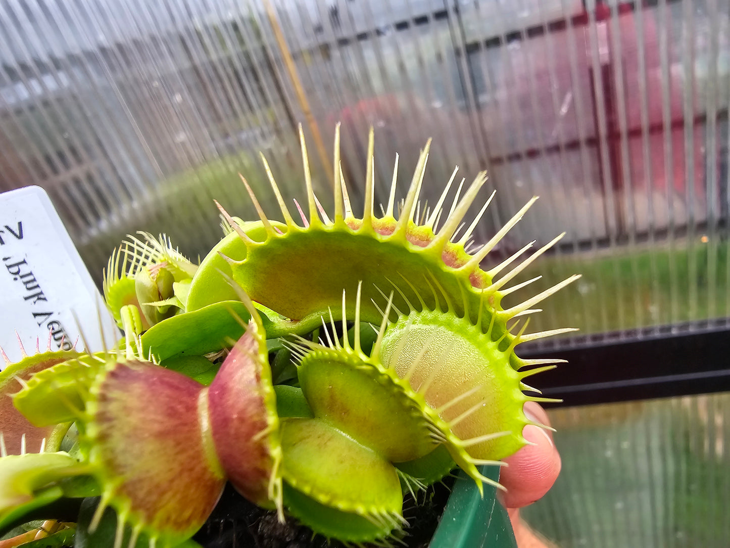 Dionaea muscipula 'Pink Venus' F1 - Venus Fly Trap