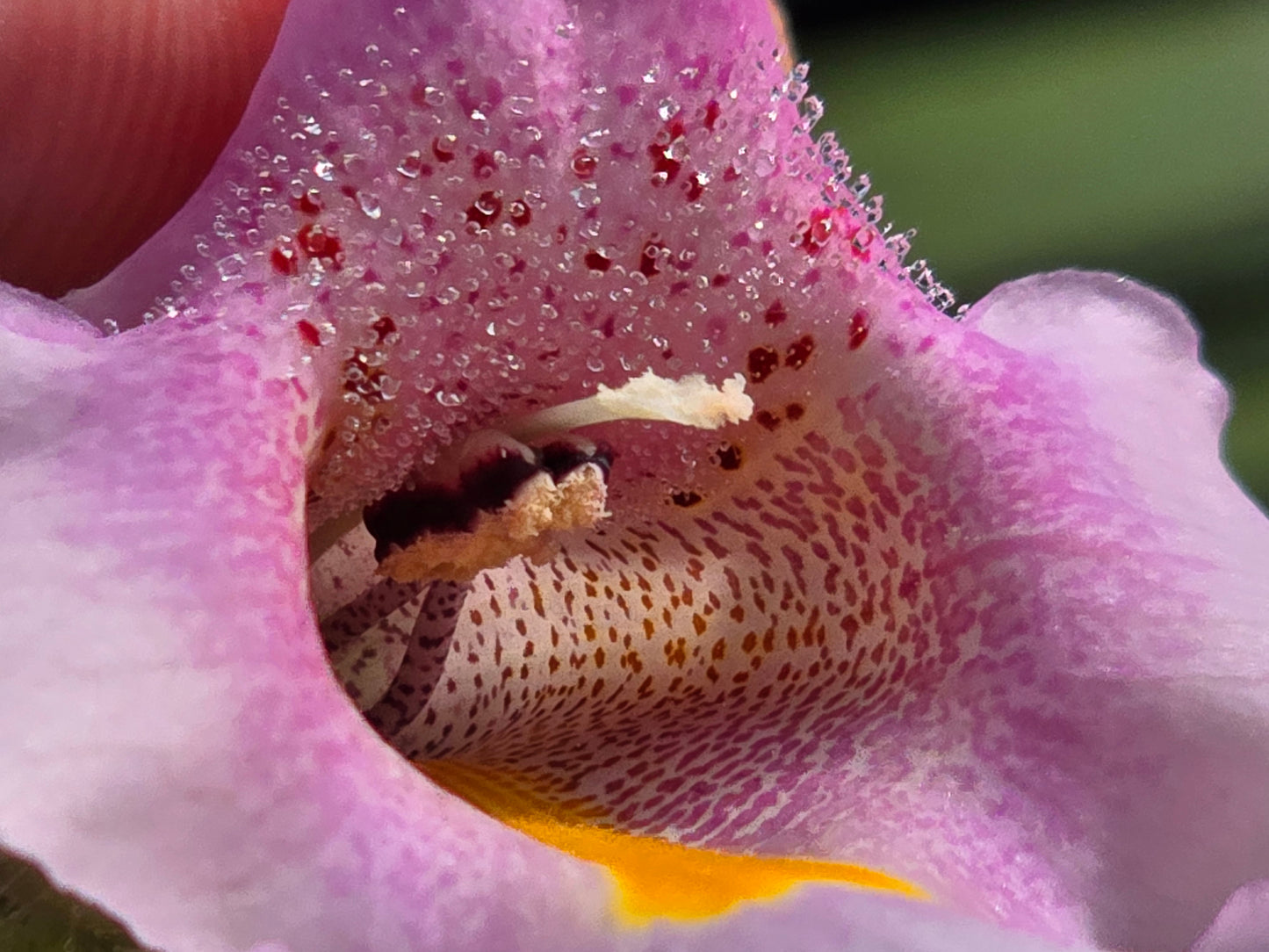 Proboscidea Louisianica - Devil's Claw