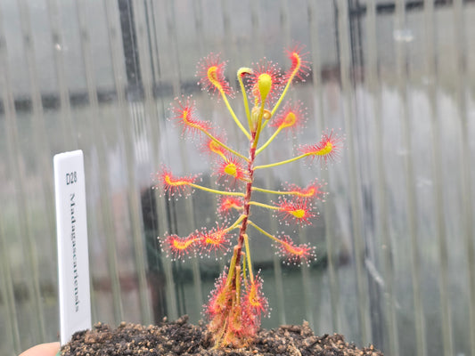 Drosera madagascariensis - Sundew