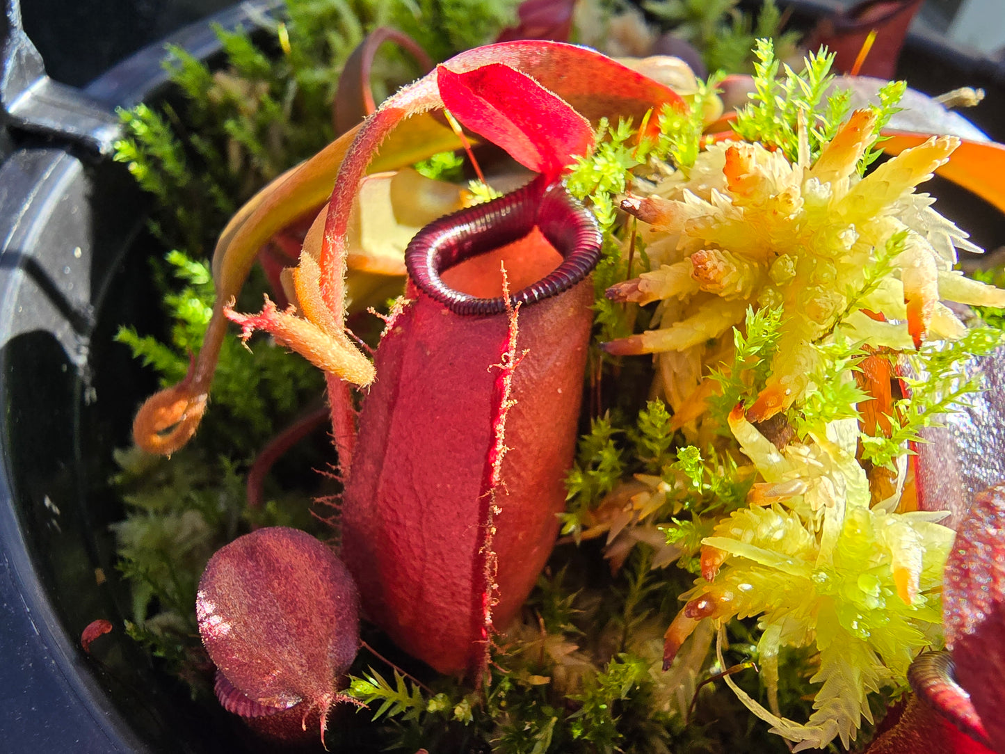 Nepenthes 'Dark Secret' - BE-4656 - Lowland Tropical Pitcher Plant