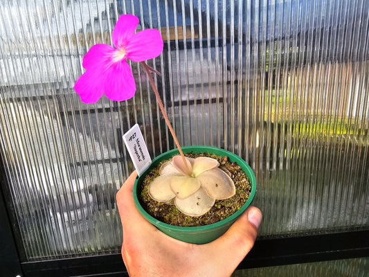 Pinguicula moranensis 'Superba' - Mexican Butterwort