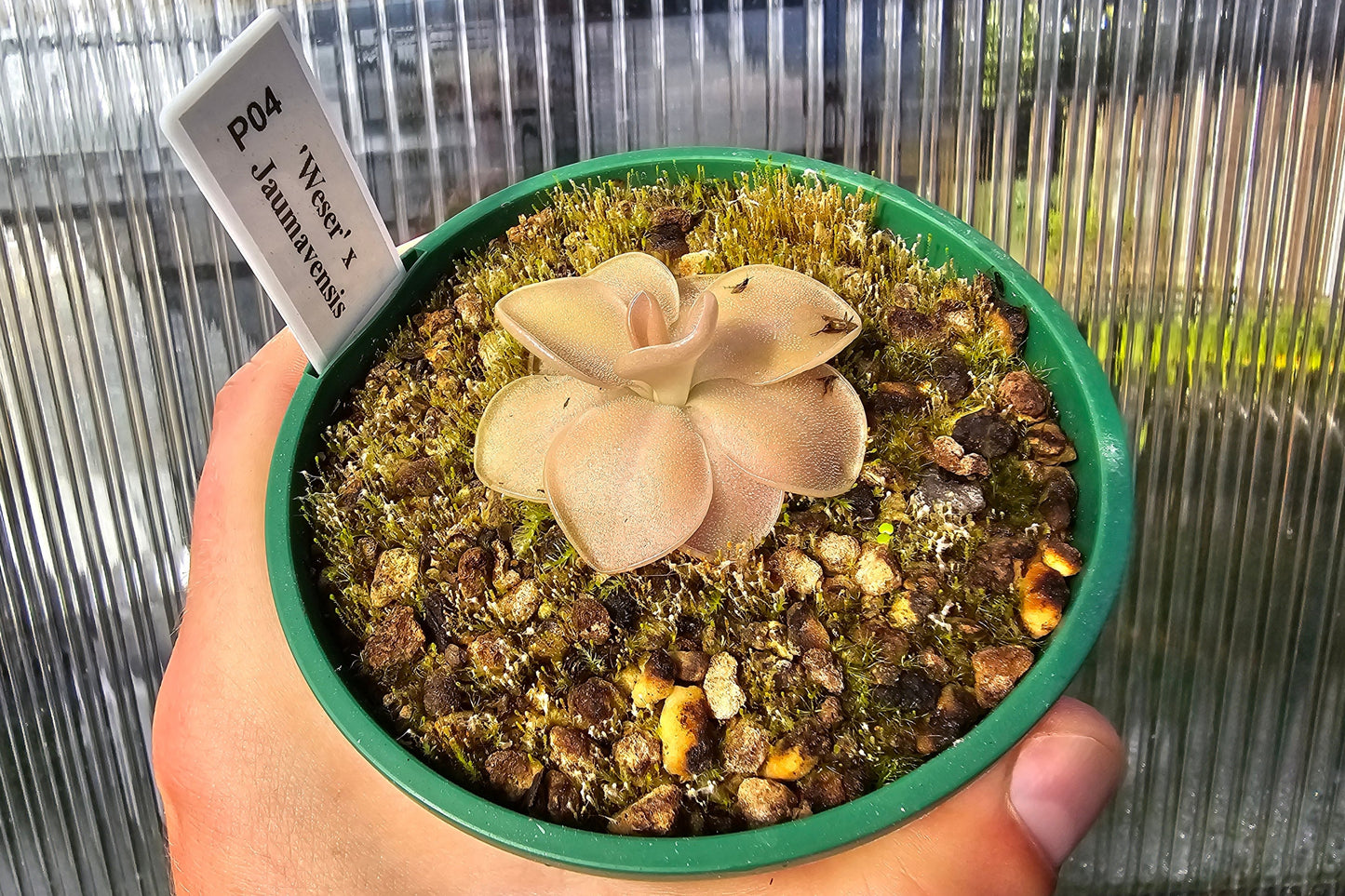 Pinguicula 'Weser' x jaumavensis - Mexican Butterwort