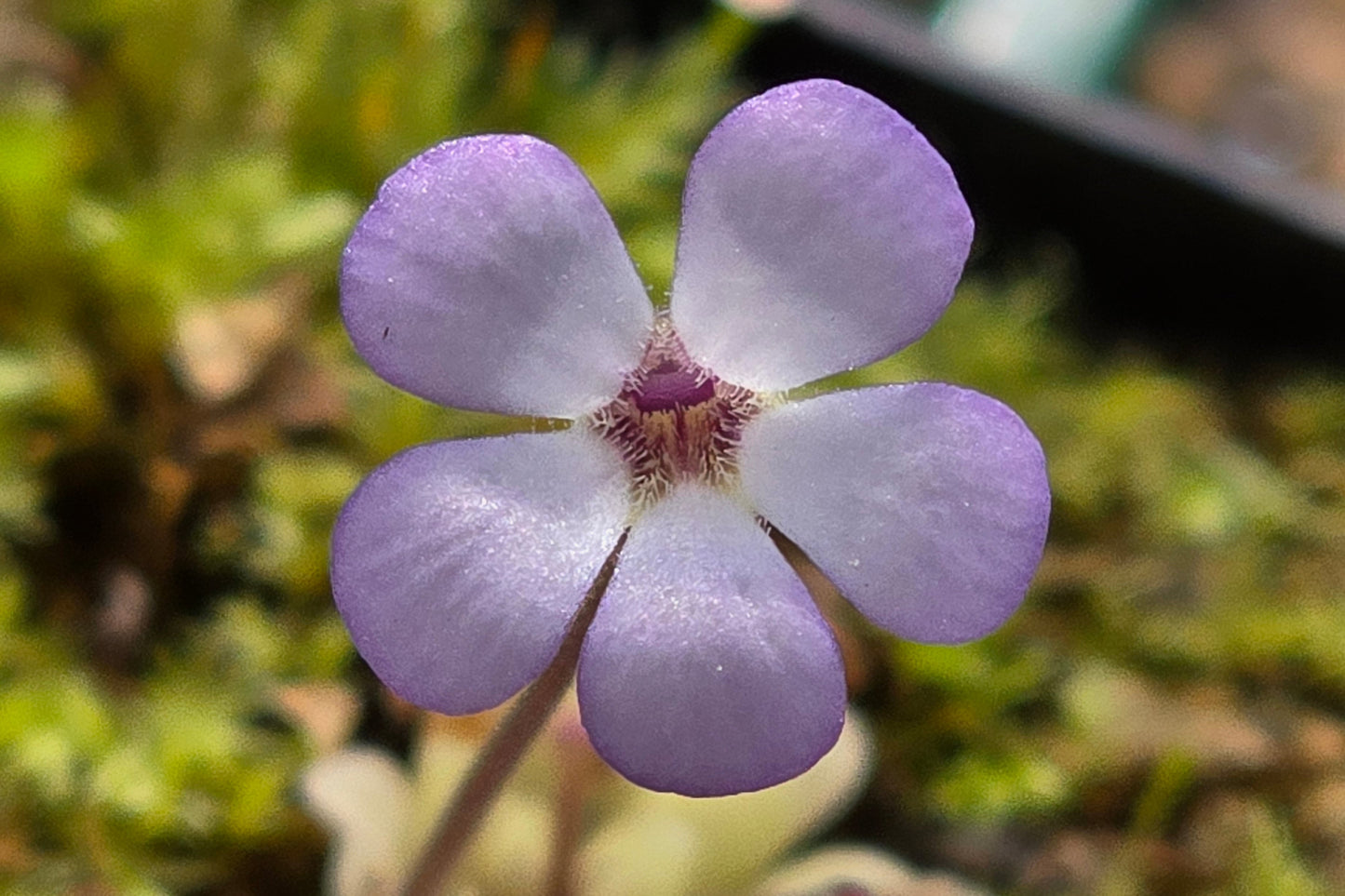 Pinguicula mirandae - Mexican Butterwort