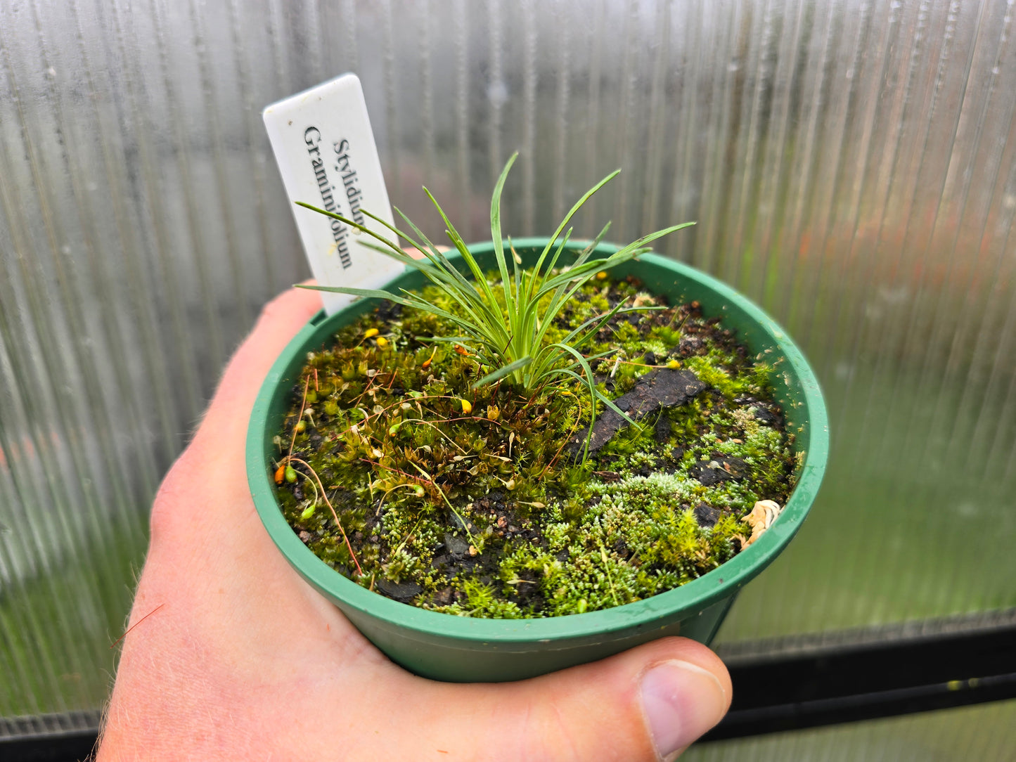 Stylidium graminifolium - Trigger Plant