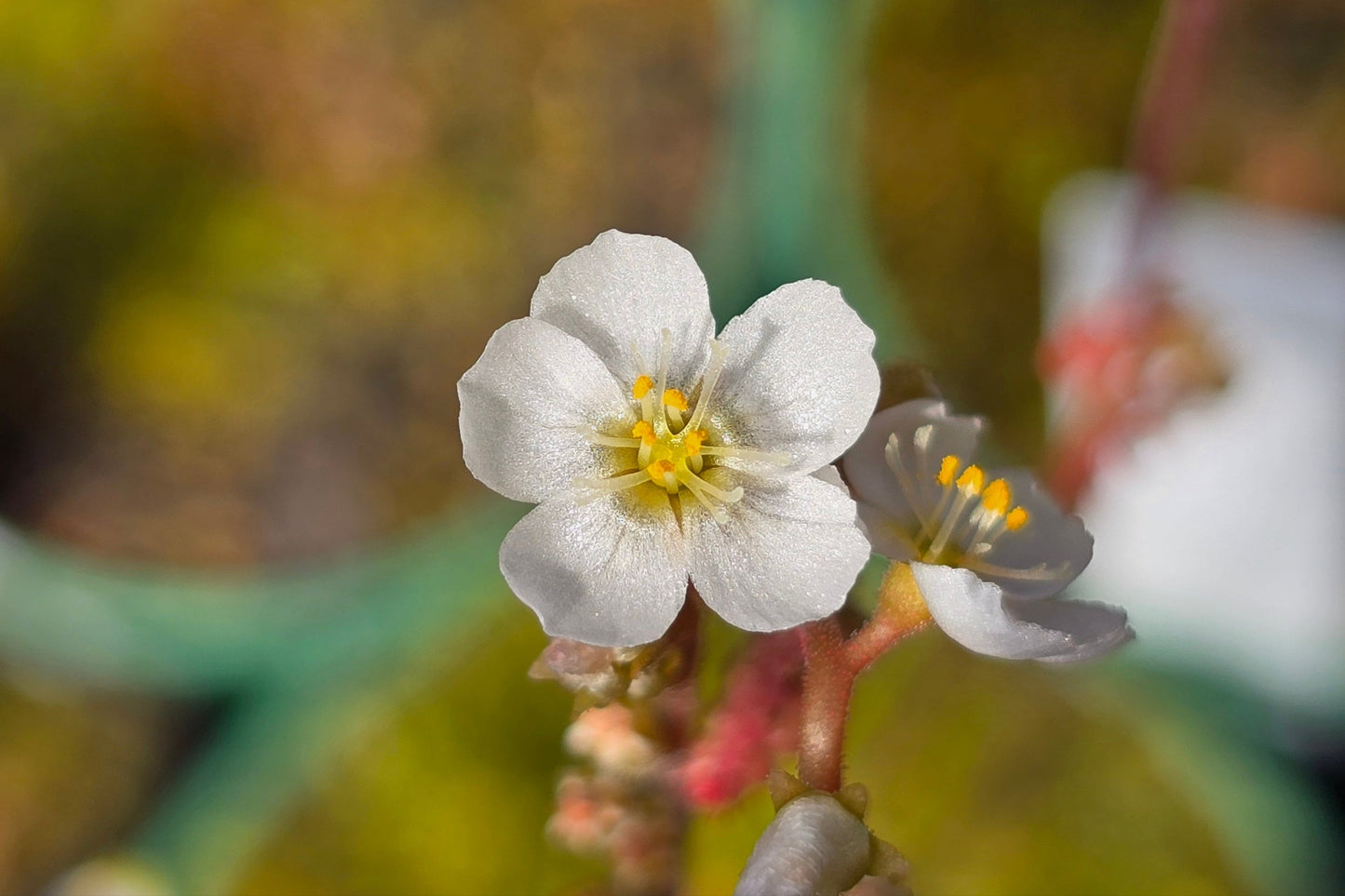 Drosera spatulata var. spatulata (Jardine River, Cape York Peninsula, North Queensland, Australia) - Spatula Sundew