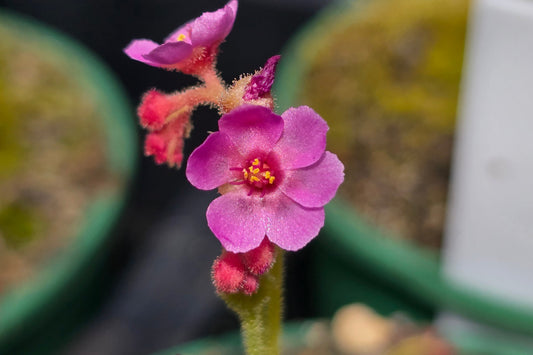 Drosera collinsiae - Collin's Sundew