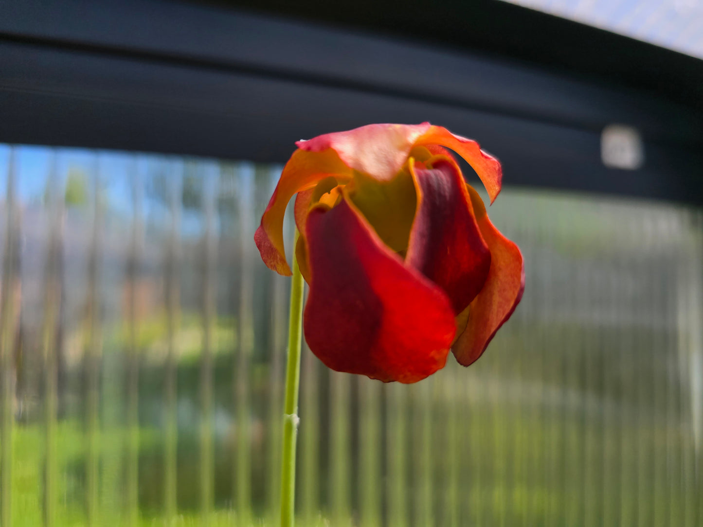 SEED - Sarracenia psittacina (Covington County, Alabama, USA) - Parrot Pitcher Plant - 10+ Per Packet