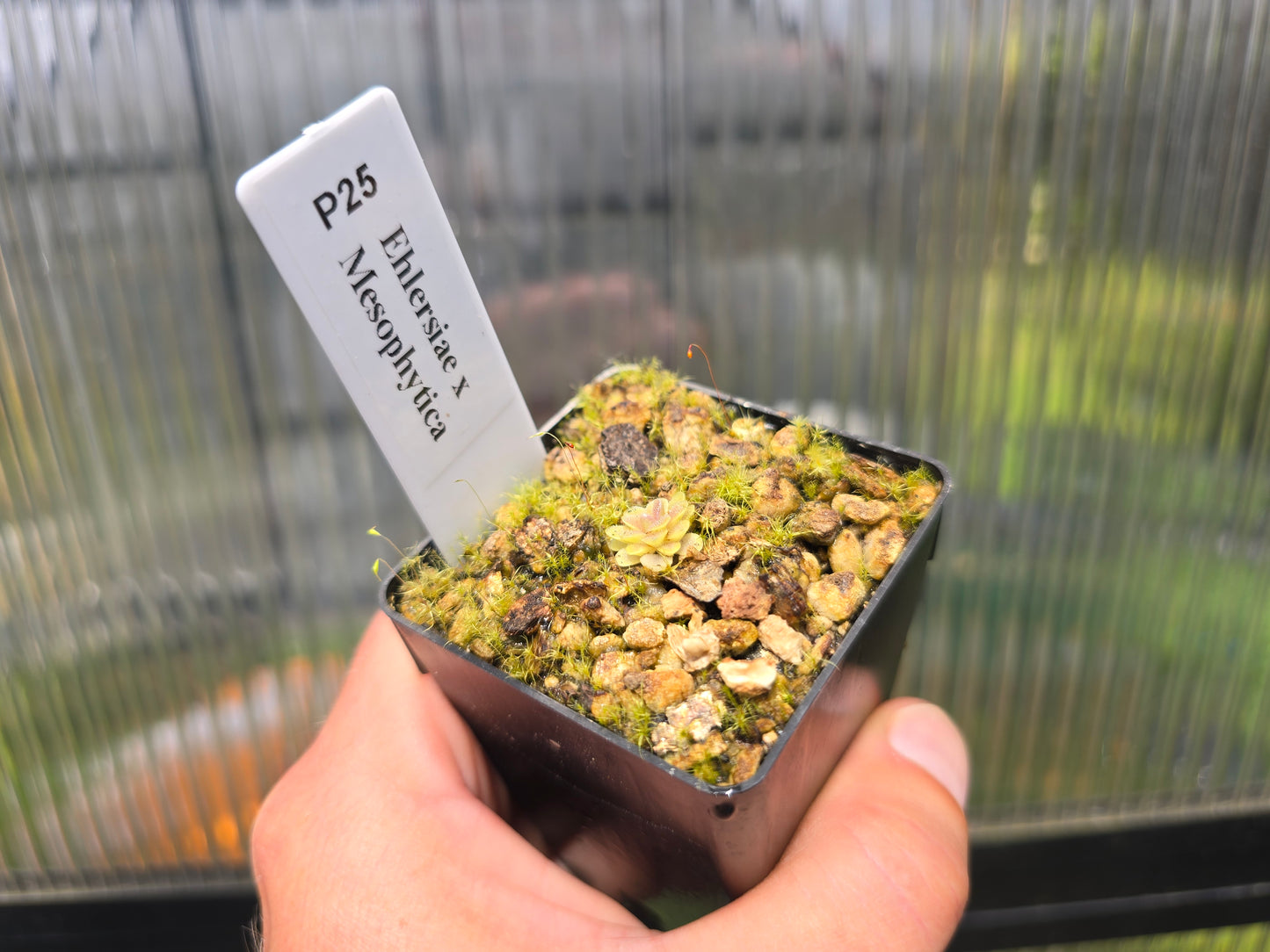 Pinguicula ehlersiae x mesophytica - Mexican Butterwort