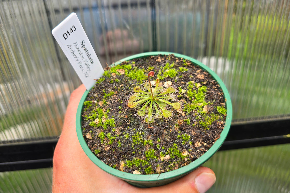Drosera spatulata (Hawdon Valley, Arthur's Pass, NZ) - Spatula Sundew