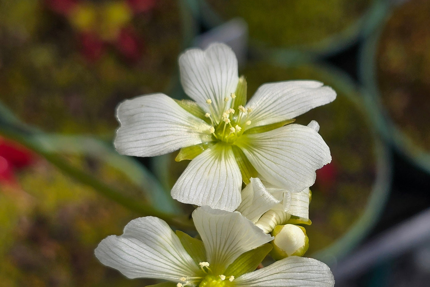SEED - Dionaea muscipula 'Typical' - Venus Fly Trap - 20+ Per Packet