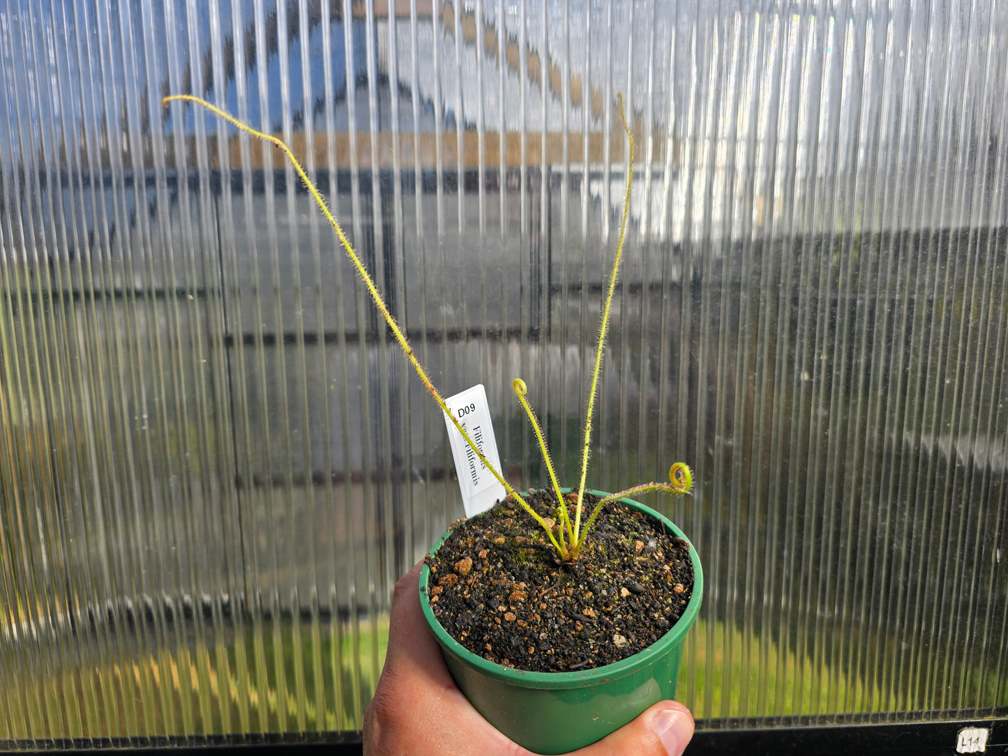 Drosera filiformis var. filiformis - Thread-Leaf Sundew