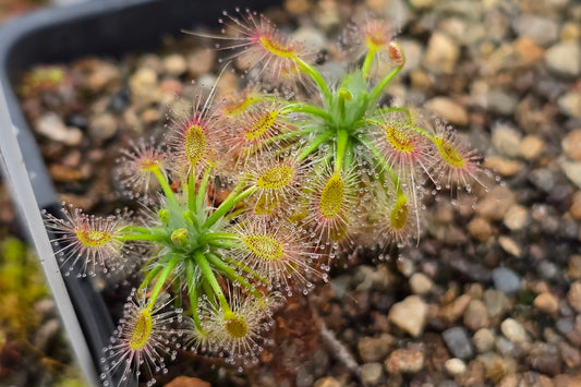 Drosera 'Sippe' - Pygmy Sundew