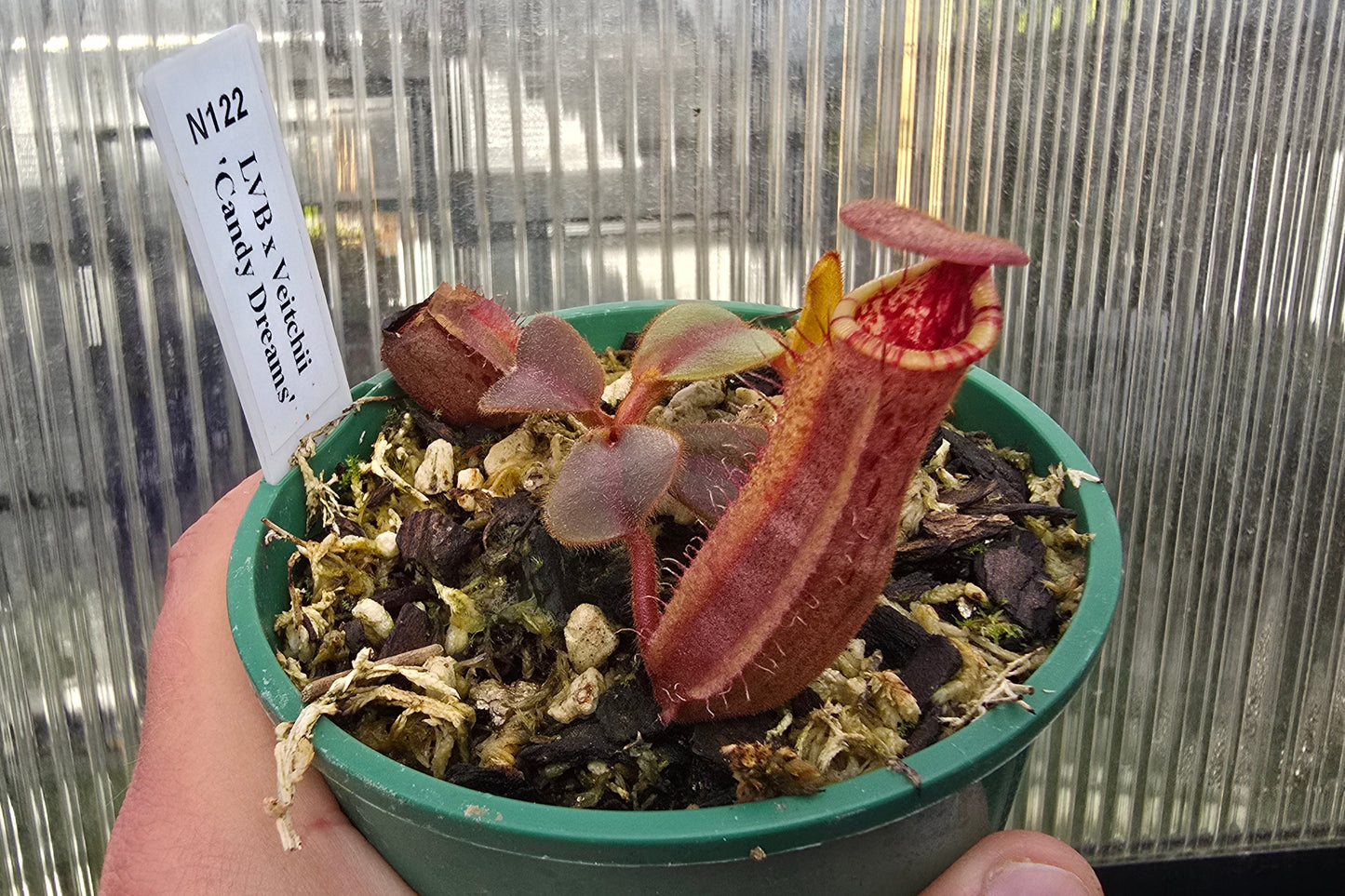 Nepenthes lvb x veitchii 'Candy Dreams' - Intermediate Tropical Pitcher Plant
