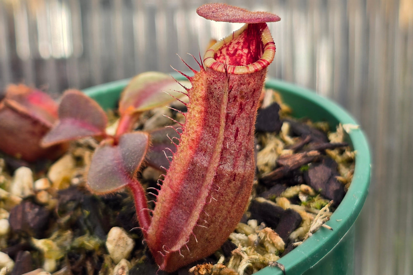 Nepenthes lvb x veitchii 'Candy Dreams' - Intermediate Tropical Pitcher Plant