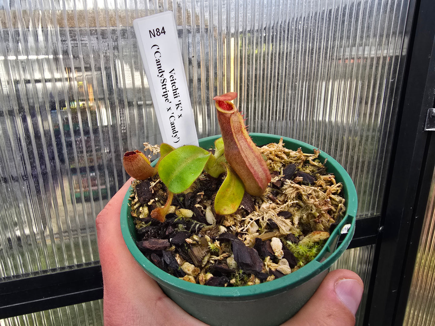 Nepenthes veitchii 'K' x ('CandyStripe' x 'Candy') - Intermediate Tropical Pitcher Plant
