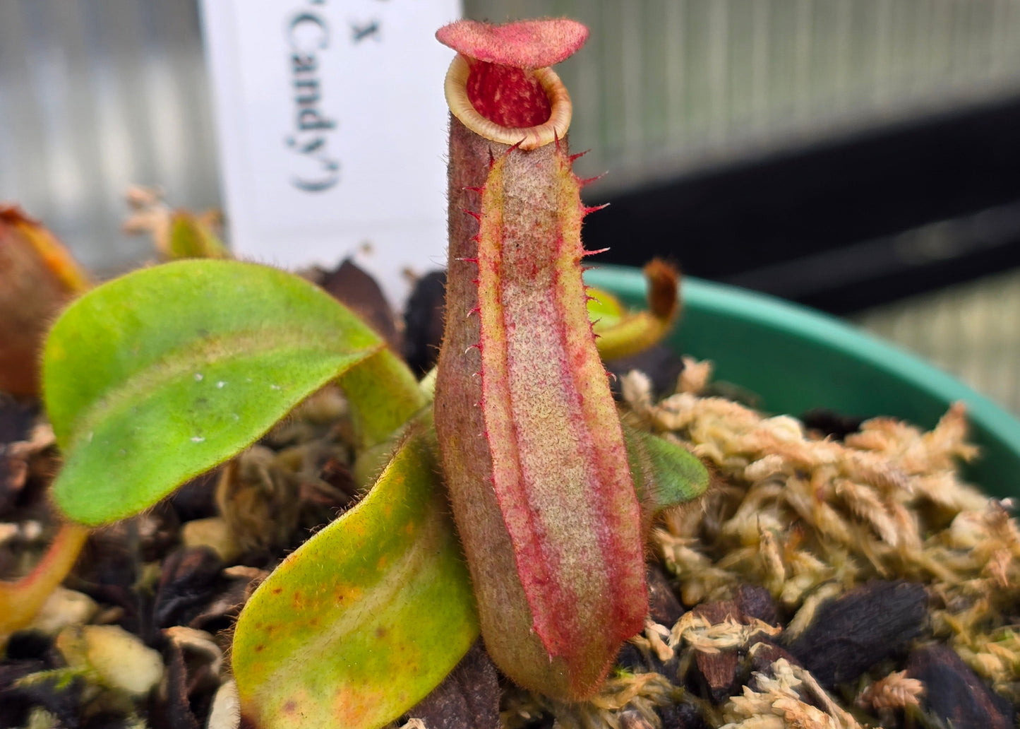 Nepenthes veitchii 'K' x ('CandyStripe' x 'Candy') - Intermediate Tropical Pitcher Plant