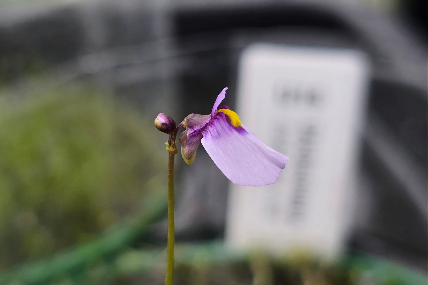Utricularia dichotoma - S.I. West Coast Form (Hokitika, NZ) - Terrestrial Fairy Aprons Bladderwort (Copy)