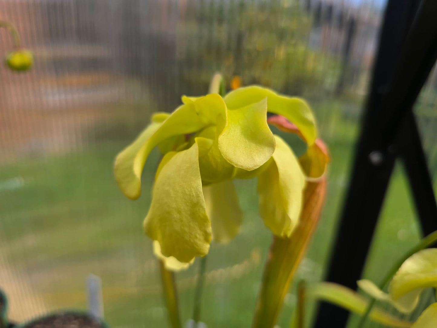 Sarracenia alata var. cuprea x oreophila (Texas, USA) - American Pitcher Plant