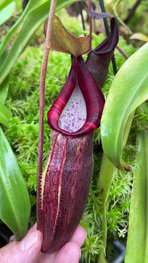 Nepenthes bongso - BE-3036 - Highland Tropical Pitcher Plant
