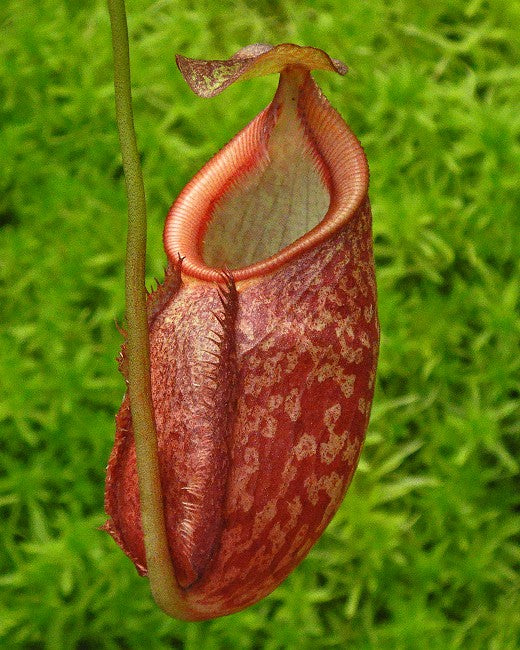 Nepenthes gymnamphora - BE-3908 - Intermediate Tropical Pitcher Plant