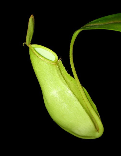 Nepenthes ampullaria x reinwardtiana - BE-3938 - Lowland Tropical Pitcher Plant