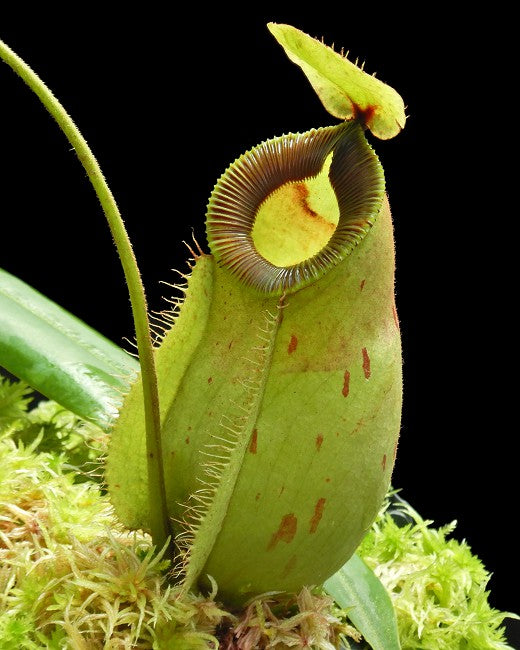 Nepenthes ampullaria x hamata - BE-3948 - Intermediate Tropical Pitcher Plant