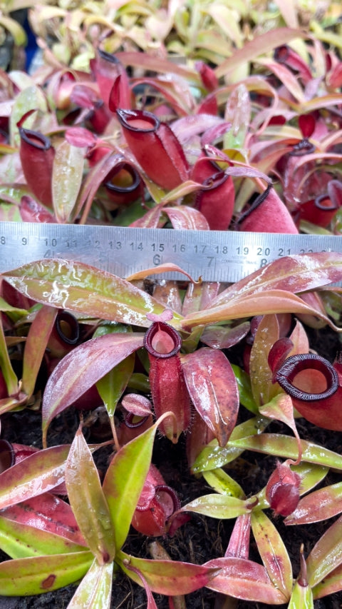 Nepenthes 'Dark Secret' - BE-4656 - Lowland Tropical Pitcher Plant