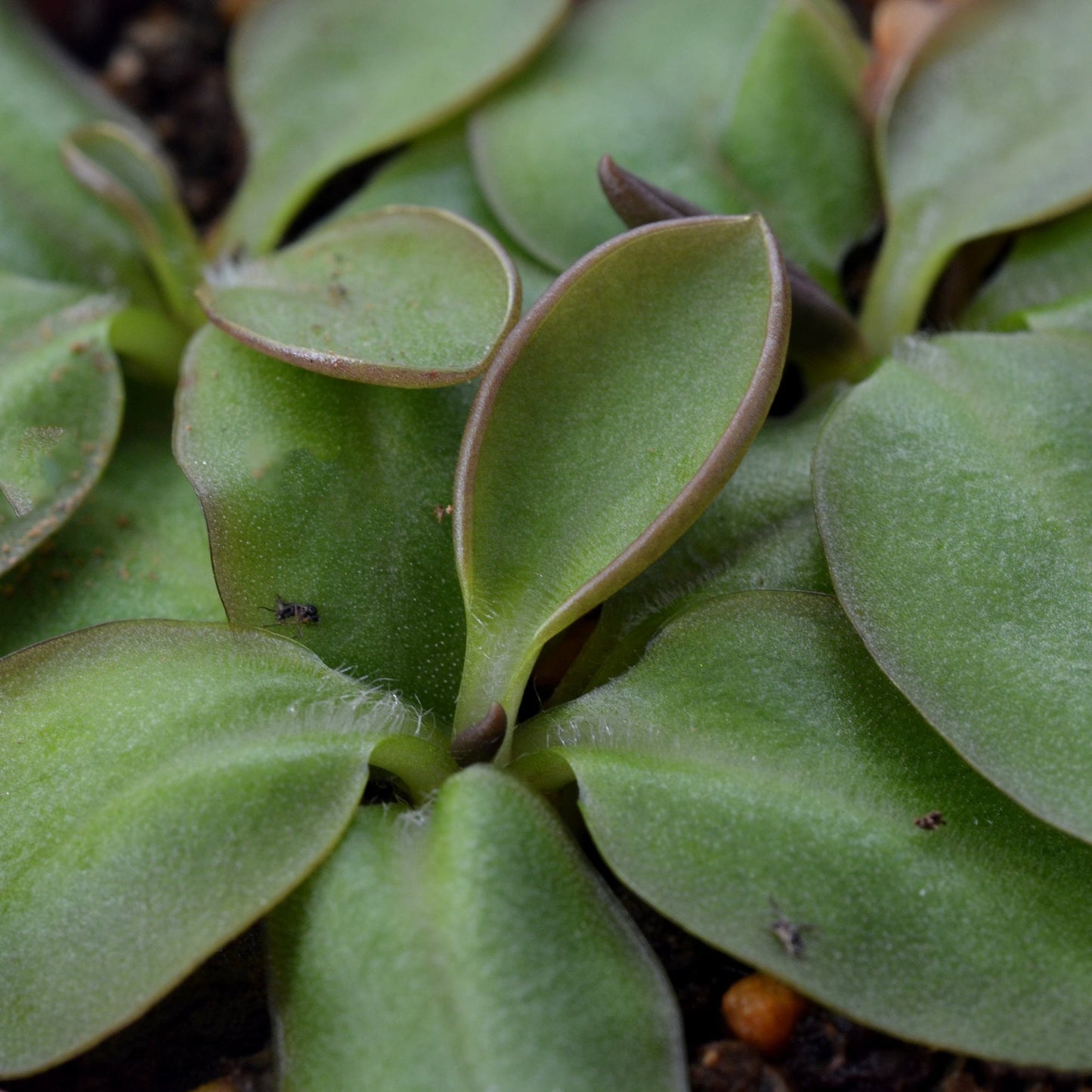 Pinguicula parvifolia - Mexican Butterwort