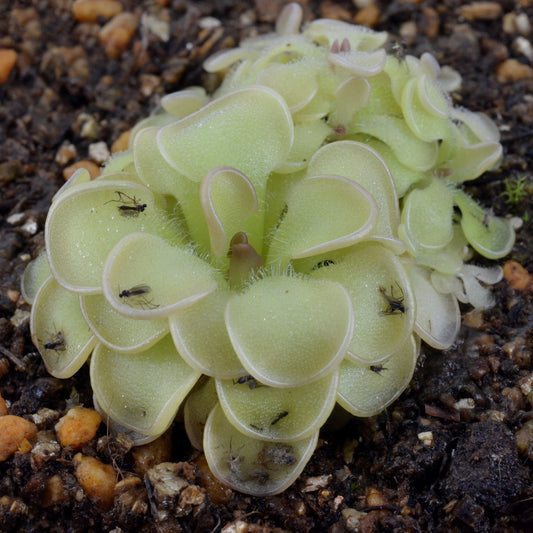 Pinguicula rotundiflora - Mexican Butterwort