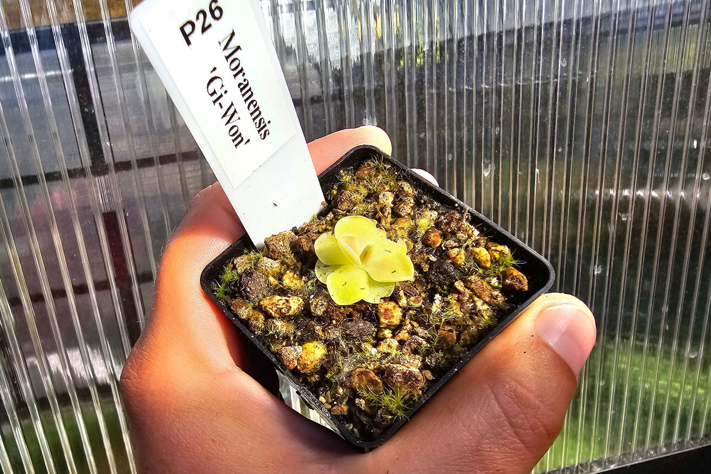 Pinguicula moranensis 'Gi-Won' - Mexican Butterwort