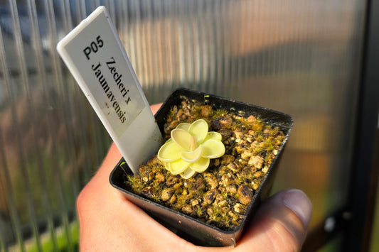 Pinguicula zecheri x jaumavensis - Mexican Butterwort