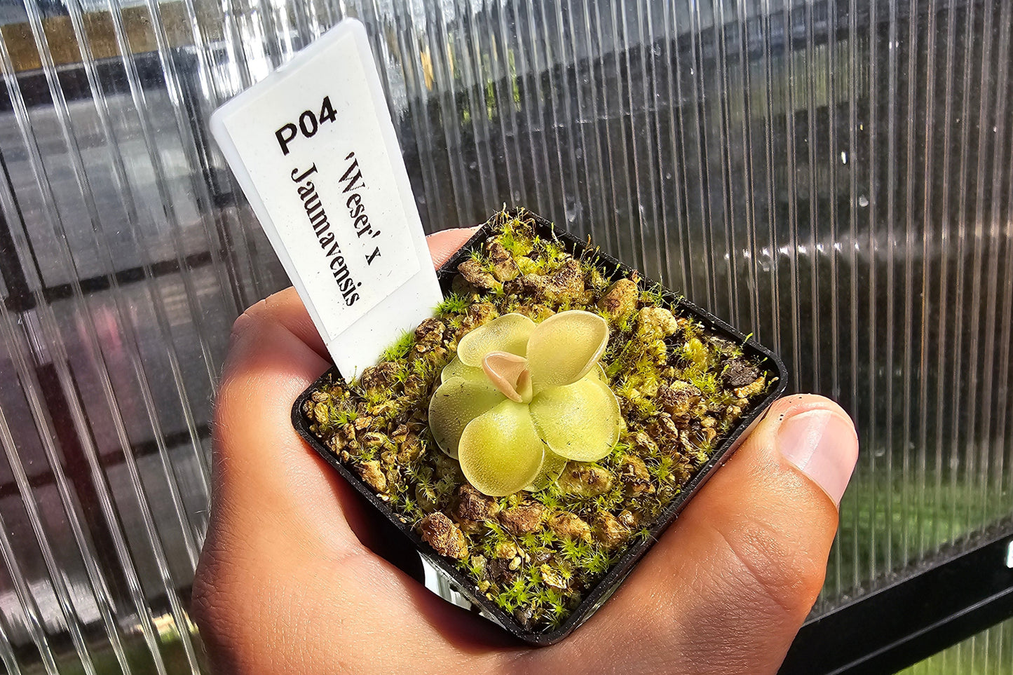 Pinguicula 'Weser' x jaumavensis - Mexican Butterwort