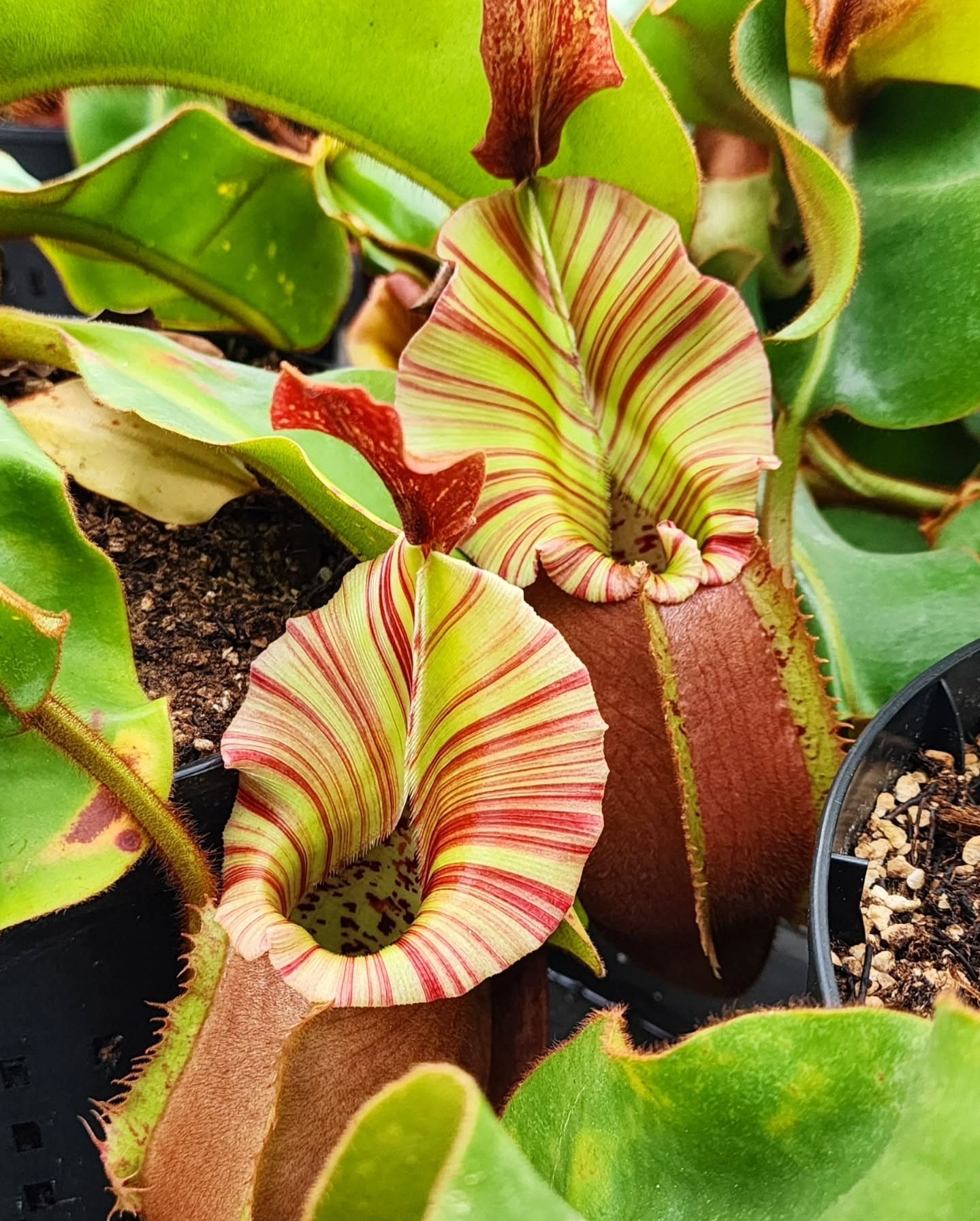 Nepenthes veitchii 'K' x ('CandyStripe' x 'Candy') - Intermediate Tropical Pitcher Plant