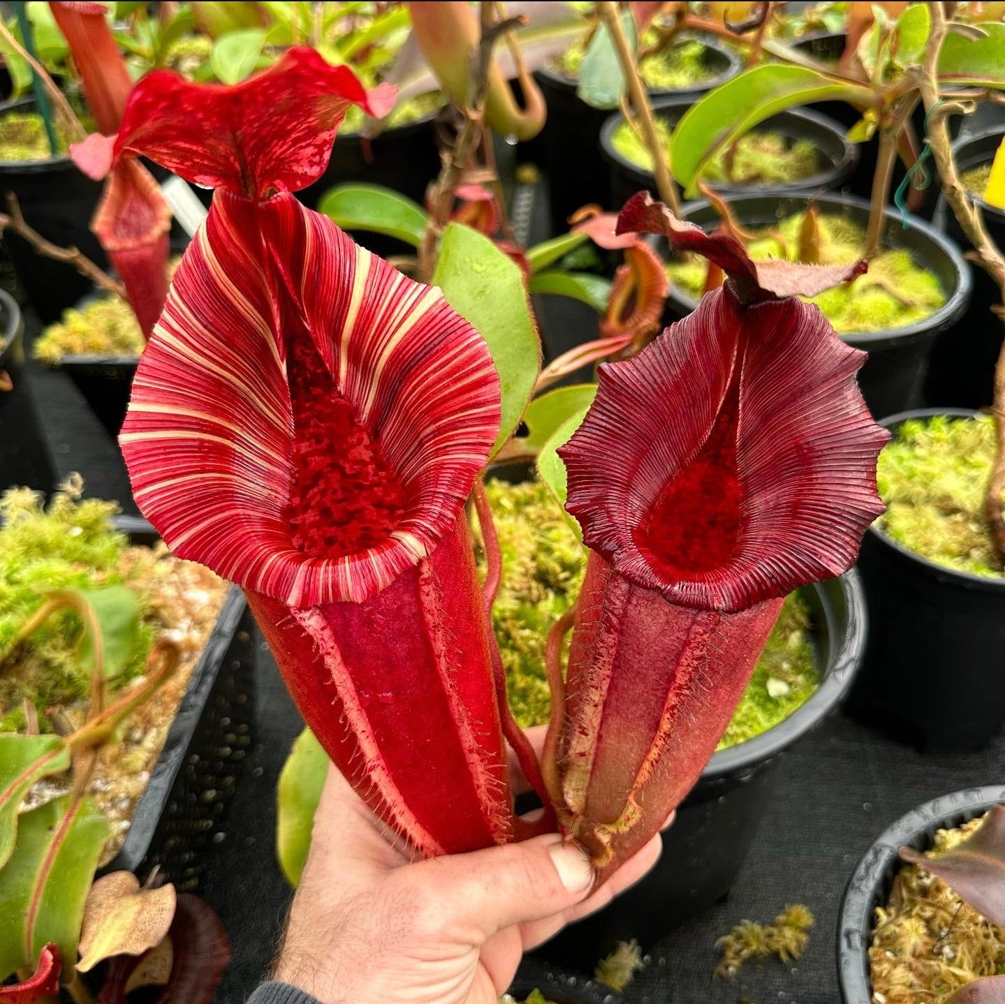 Nepenthes lvb x veitchii 'Candy Dreams' - Intermediate Tropical Pitcher Plant