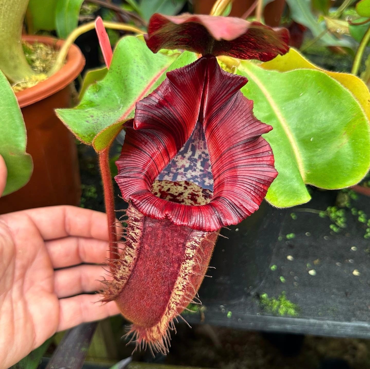 Nepenthes lvb x veitchii 'Candy Dreams' - Intermediate Tropical Pitcher Plant