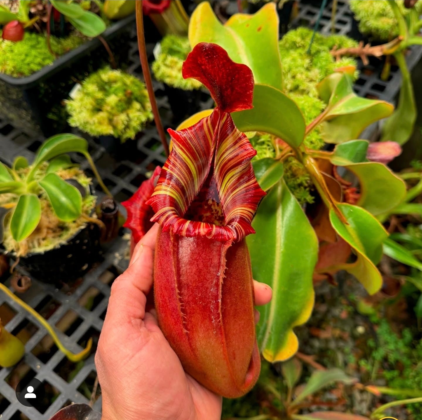 Nepenthes lvb x veitchii 'Candy Dreams' - Intermediate Tropical Pitcher Plant